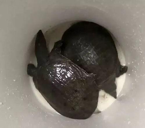 网红小甲鱼爆料视频大全,揭秘网络红人幕后故事 第2张 网红小甲鱼爆料视频大全,揭秘网络红人幕后故事 第2张